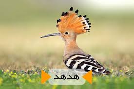 هد هد